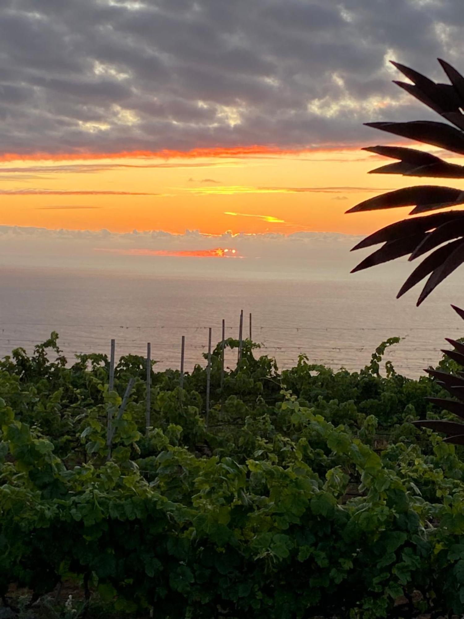 Finca Angelus Apartment Syrah With Amazing Views La Matanza De Acentejo Eksteriør billede